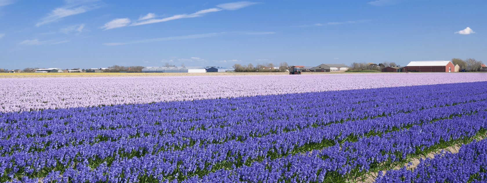 Zandvoort Beach for Amsterdam